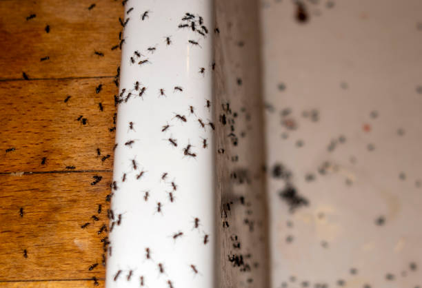 Best Best Pest Control Companies  in Washington, GA